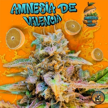 Amnesia de Valencia Terreta of Growers - GB The Green Brand Amnesia de Valencia Terreta of Growers - GB The Green Brand