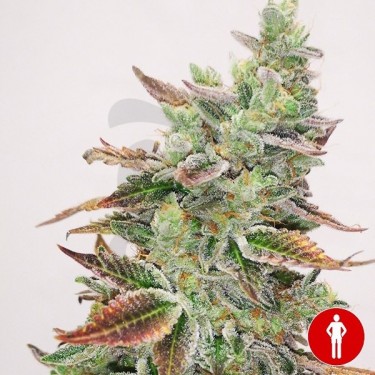 Comprar Banana Purp Medical Seeds - GB