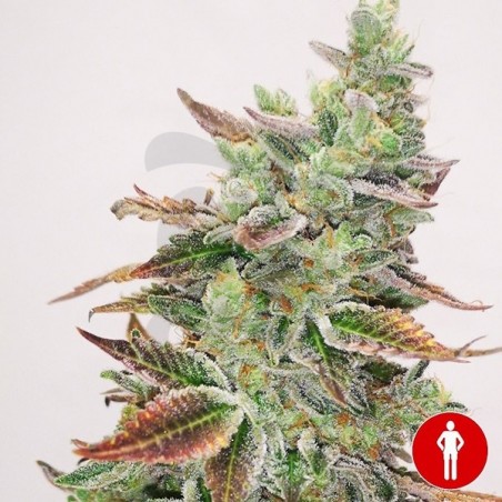 Comprar Banana Purp Medical Seeds - GB Comprar Banana Purp Medical Seeds - GB