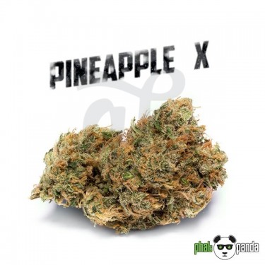 Pineapple X de Phat Panda. Cepa Feminizada - Grow Barato