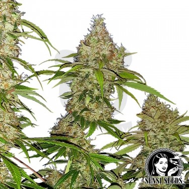 Banana Kush Cake Feminizada Sensi Seeds - Grow Barato