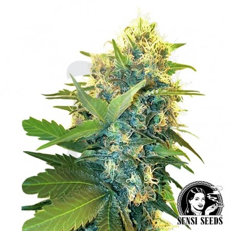 Double Kush Cake Double Kush Cake