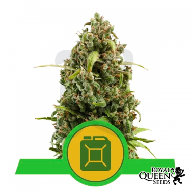 Diesel Automatic de Royal Queen Seeds - GB The Green Brand
