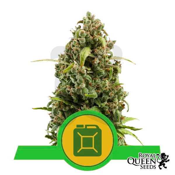 Diesel Automatic de Royal Queen Seeds - GB The Green Brand