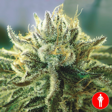 Canadian Kush 2.0 de Medical Seeds - GB The Green Brand