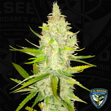 Chicle AKA Bubbledawg de T.H. Seeds - GB The Green Brand