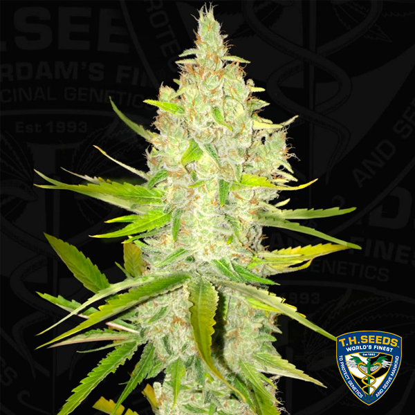 Chicle AKA Bubbledawg de T.H. Seeds - GB The Green Brand
