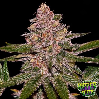 Semillas Radical Juice de Ripper Seeds - GB The Green Brand