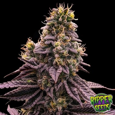 Semillas Zombie Bride de Ripper Seeds - GB The Green Brand