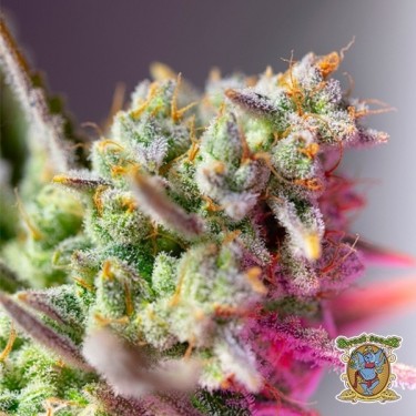 Semillas Sweet Mimosa XL Auto - GB The Green Brand