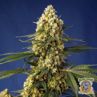 Strawberry Banana Gelato XL Auto - GB The Green Brand