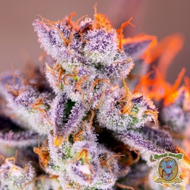 Tropicanna Poison XL Autofloreciente - GB The Green Brand