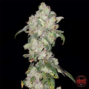 Apples ‘n Oranges de Elev8 Seeds  - GB The Green Brand