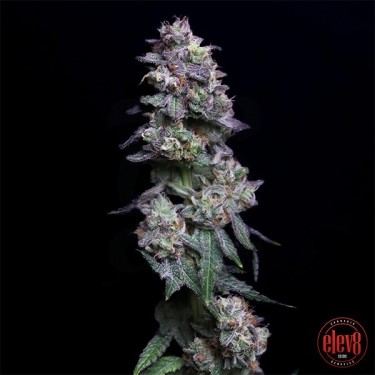 Baked Apple Cherries de Elev8 Seeds  - GB The Green Brand