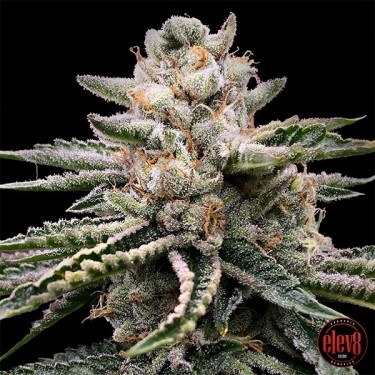 Baked Bellatrix semillas de Elev8 Seeds - GB The Green Brand