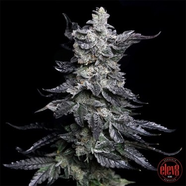Granny’s Apple Fritter de Elev8 Seeds  - GB The Green Brand