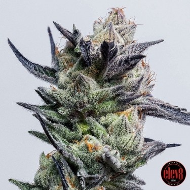 Huckleberry Punch de Elev8 Seeds  - GB The Green Brand