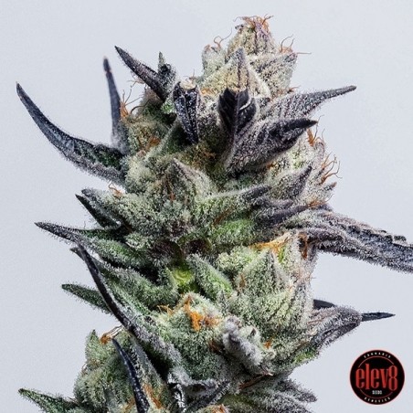 Huckleberry Punch por Elev8 Sementes - GB A Marca Verde Huckleberry Punch por Elev8 Sementes - GB A Marca Verde