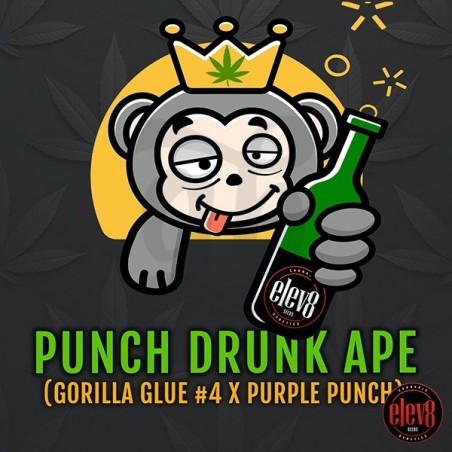 Punch Drunk Ape de Elev8 Seeds  - GB The Green Brand