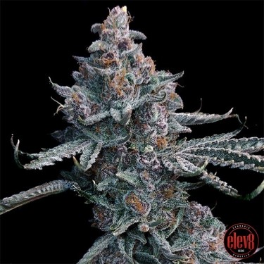 Runtz of Eden semillas de Elev8 Seeds  - GB The Green Brand