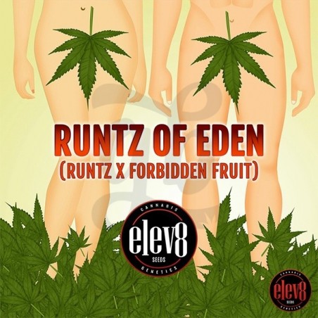 Runtz of Eden semillas de Elev8 Seeds  - GB The Green Brand