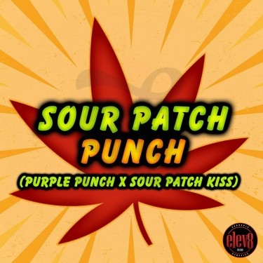 Sour Patch Punch de Elev8 Seeds - GB The Green Brand