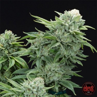 Gorilla Glue 4 S1 de Elev8 Seeds  - GB The Green Brand