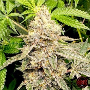 Head Cake semillas de Elev8 Seeds  - GB The Green Brand