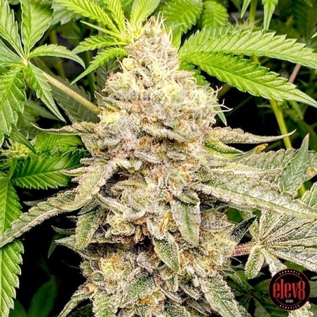 Head Cake semillas de Elev8 Seeds - GB The Green Brand Head Cake semillas de Elev8 Seeds - GB The Green Brand