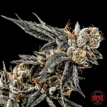 Gelato Punch semillas de Elev8 Seeds  - GB The Green Brand