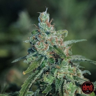 Semillas regulares M2 de Elev8 Seeds - GB The Green Brand