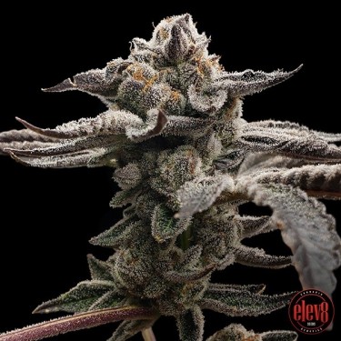 Tangie Candie semillas de Elev8 Seeds  - GB The Green Brand
