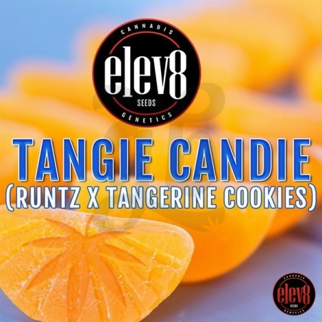 Tangie Candie semillas de Elev8 Seeds  - GB The Green Brand