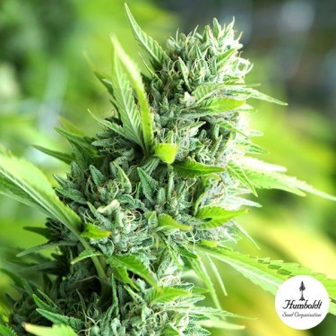 Banana Sapphire de Humboldt Seeds - GB The Green Brand
