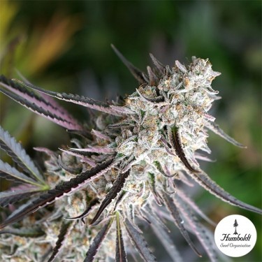 Florida Gaspack de Humboldt Seeds - GB The Green Brand