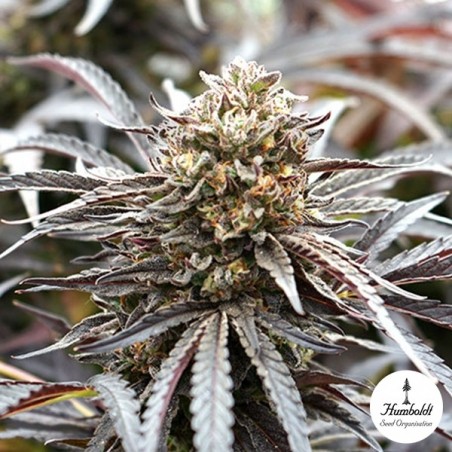 Fantasma de NYC por Humboldt Seeds - GB A marca verde Fantasma de NYC por Humboldt Seeds - GB A marca verde