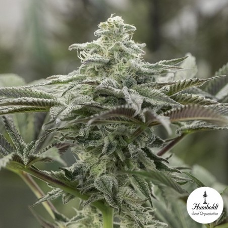 Lemon Citron de Humboldt Seeds - GB The Green Brand Lemon Citron de Humboldt Seeds - GB The Green Brand