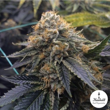 Sapphire OG de Humboldt Seeds - GB The Green Brand