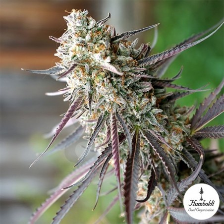 Semillas Ice Cream Cake Fast Flowering - GB The Green Brand Semillas Ice Cream Cake Fast Flowering - GB The Green Brand