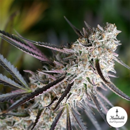 Peanut Butter Breath Fast Flowering - GB The Green Brand Peanut Butter Breath Fast Flowering - GB The Green Brand