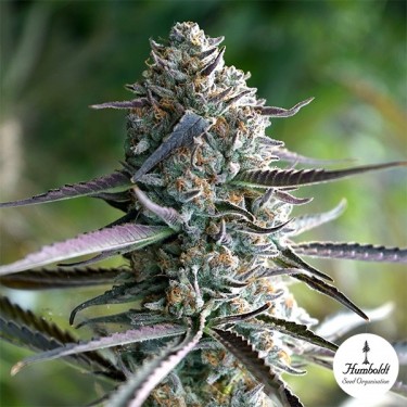 Runtz Fast Flowering de Humboldt Seeds - GB The Green Brand