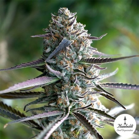 Runtz Fast Flowering de Humboldt Seeds - GB The Green Brand Runtz Fast Flowering de Humboldt Seeds - GB The Green Brand