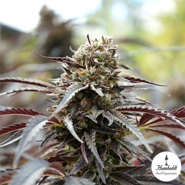 White Runtz Fast Flowering