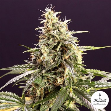 Chem Bomb Auto