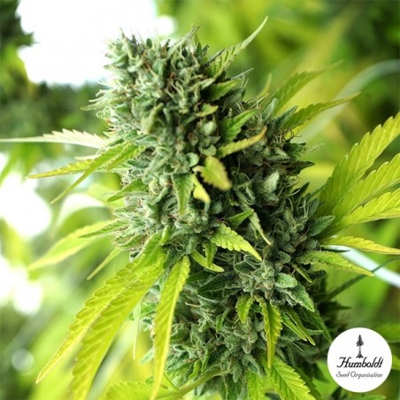 Mango OG Auto Mango OG Auto