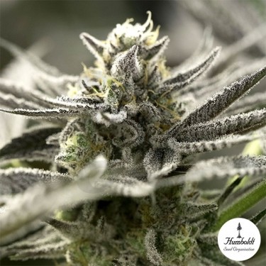 OGKZ Auto