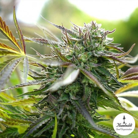 Pineapple Chem Auto Humboldt Seeds - GB The Green Brand Pineapple Chem Auto Humboldt Seeds - GB The Green Brand