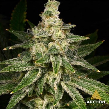 Semillas feminizadas Crazy Hazey - GB The Green Brand