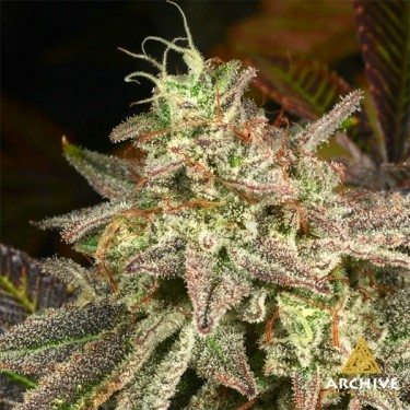 Semillas Melon Fizz de Archive Seeds  - GB The Green Brand