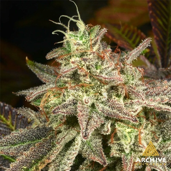 Semillas Melon Fizz de Archive Seeds  - GB The Green Brand